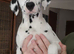 Stunning Dalmatian Girl reluctant Sale