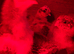 speckled plumage crossed with a silkie