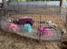 Baby Guinea pigs