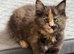 stunning XL full Maine coon kittens