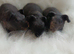 Skinny pigs and carriers