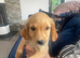 Fantastic Goldendoodle puppy’s