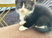 New bag kittens ready to leave trained