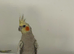 Baby cockatiel birds