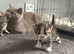 British shorthair mixed