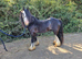 14hh cob gelding