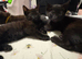 Black bengal cross kittens