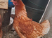 Broody Lohmann Brown Hen