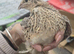 3 POL females and unsexed chicks