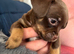 Imperial Shitzu cross Russian toy terrier