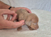 Gorgeous Daxies _ Miniature Dachshunds