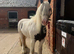 Piebald gypsy cob great family pony