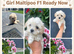 Ready now Maltipoo girls available and one boy Asian type small