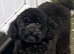 PROVEN STUD BOY SALE