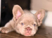 French bulldogs