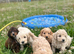 Adorable cockapoo boys available to be viewed