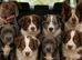 American bully x boarder collie pups
