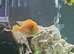 Five mbuna