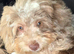 Desperately searching for new home cavapoo dapple colour 14 weeks