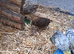 Bottom (chinese) quails