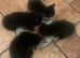 5 kittens left
