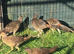 Red Golden pheasant cocks available