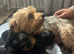 Yorkshire terrier puppies