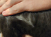 British shorthair pedigree kittens rare colours