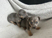 Jack Russell Puppies