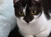 Beautiful Friendly Girl Looking For Loving Home