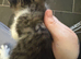 2 girl teddy kittens ready for new home