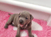 Staffordshire bull terrier
