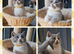 Perfect tica registered british shorthair kittens