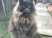 Female cat