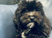 Beautiful Black Maltipoo