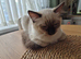 Ragdoll kitten, girl
