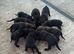 dutch shepherd puppies
