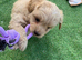 FLUFFY FRENCHIES MIX ready to leave 3 left !