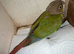 Conure