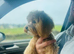 TINY MALTIPOO STUD
