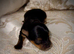 ONLY TWO BOYS AVAILABLE - Toy Yorkshire Terriers