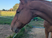 Chestnut hector
