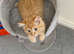 Gorgeous fluffy ginger kitten