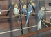 Adult Grey Cock Cockatiels