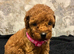 Beautiful 4th Generation Miniature Poodle Puppies