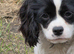 7mths old black and white