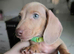 Stunning Miniature Dachshunds