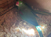 Alaxandrian breeding pair