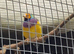 Gouldian cocks