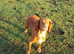 Red Working cocker spaniel